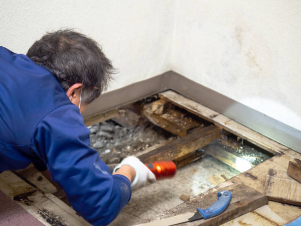 Best Mold Remediation  in Hutchins, TX