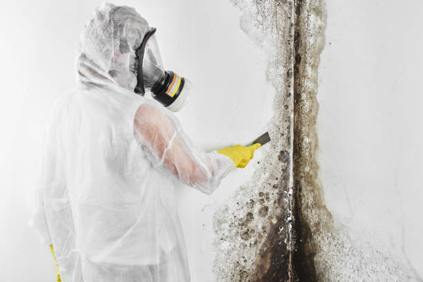 Professional Mold Removal in Hutchins, TX