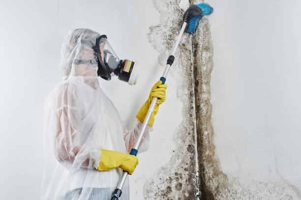 Best Mold Testing  in Hutchins, TX
