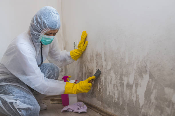 Best Commercial Mold Removal  in Hutchins, TX