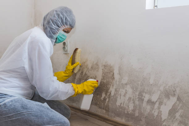 Best Crawl Space Mold Removal  in Hutchins, TX
