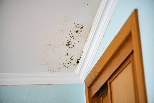 Best Fast Mold Removal  in Hutchins, TX