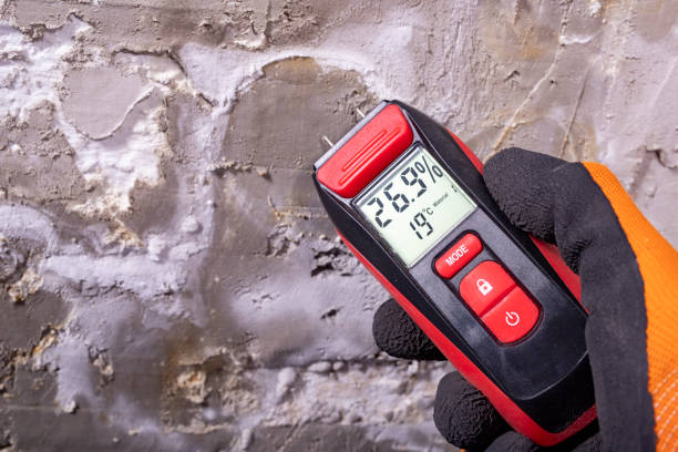 Best Local Mold Removal Service  in Hutchins, TX