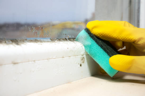 Attic Mold Removal in Hutchins, TX