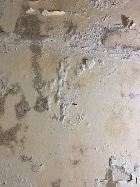 Best Mold Damage Repair  in Hutchins, TX