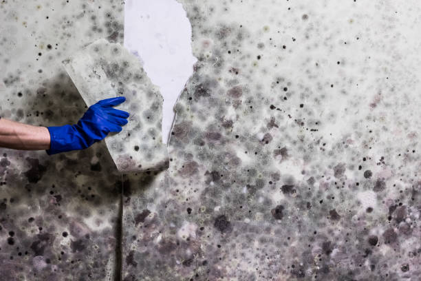 Best Commercial Mold Removal  in Hutchins, TX
