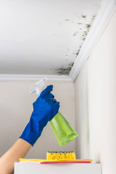 Best Same-Day Mold Removal  in Hutchins, TX